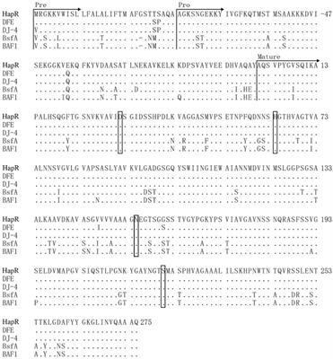 Genetic identification and expression optimization of a novel protease HapR from Bacillus velezensis